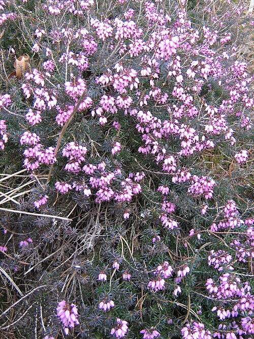 Winter heath: Erica carnea in the botanic garden of Berne