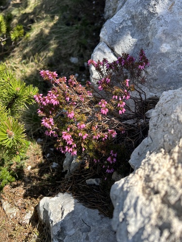 Winter heath (Erica carnea)