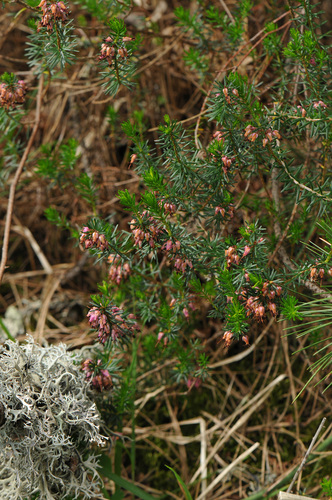 Winter heath (Erica carnea)