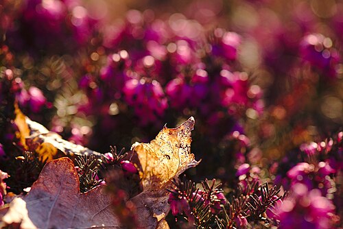 Winter heath: Schneeheide ( Erica carnea ) im Deutsch-Französischer Garten, Teil des Naturschutzgebiets "Deutschmühlenweiher mit Mockental, Ehrental und Glockenwäldchen". Die