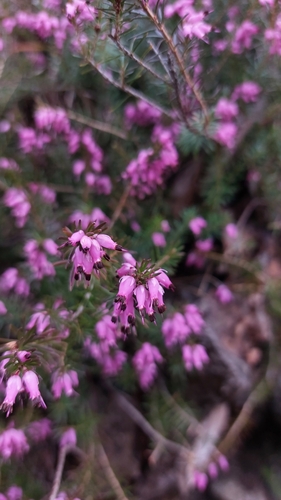 Winter heath (Erica carnea)