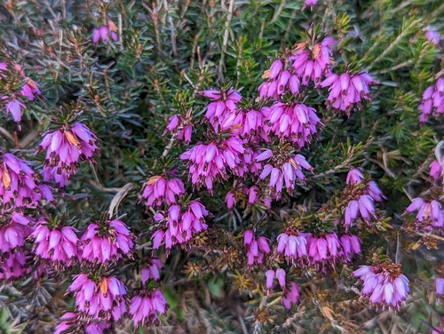 Winter heath (Erica carnea)