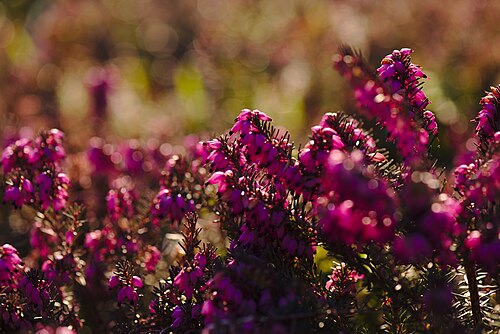 Winter heath: Schneeheide ( Erica carnea ) im Deutsch-Französischer Garten, Teil des Naturschutzgebiets "Deutschmühlenweiher mit Mockental, Ehrental und Glockenwäldchen".