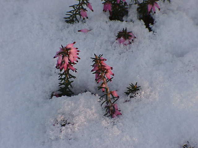 Winter heath: Species : Erica carnea Family : Ericaceae Image No. 1