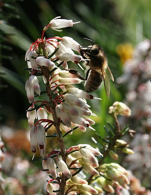 Winter heath: Apis mellifera on Erica carnea