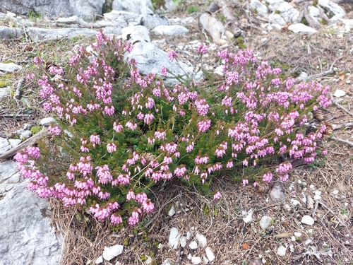 Winter heath (Erica carnea)