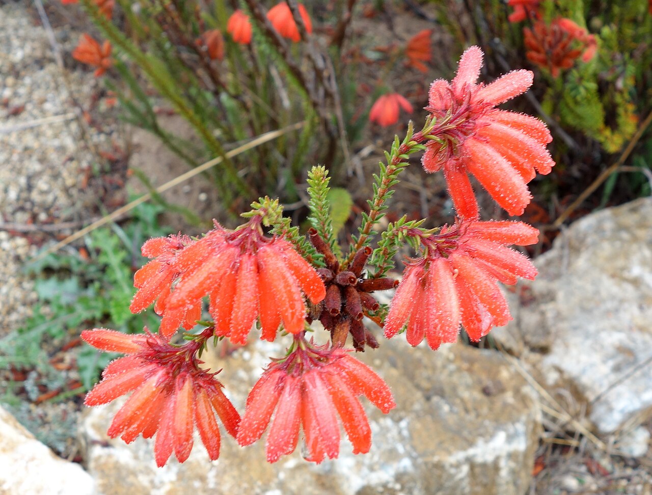Fire heath: Botanical specimen in the UC Santa Cruz Arboretum at the University of California, Santa Cruz - 1156 High Street, Santa Cruz, California, USA.