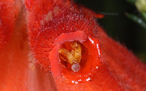 Fire heath: Erica cerinthoides (red hairy heath from the Renosterveld), up close and personal