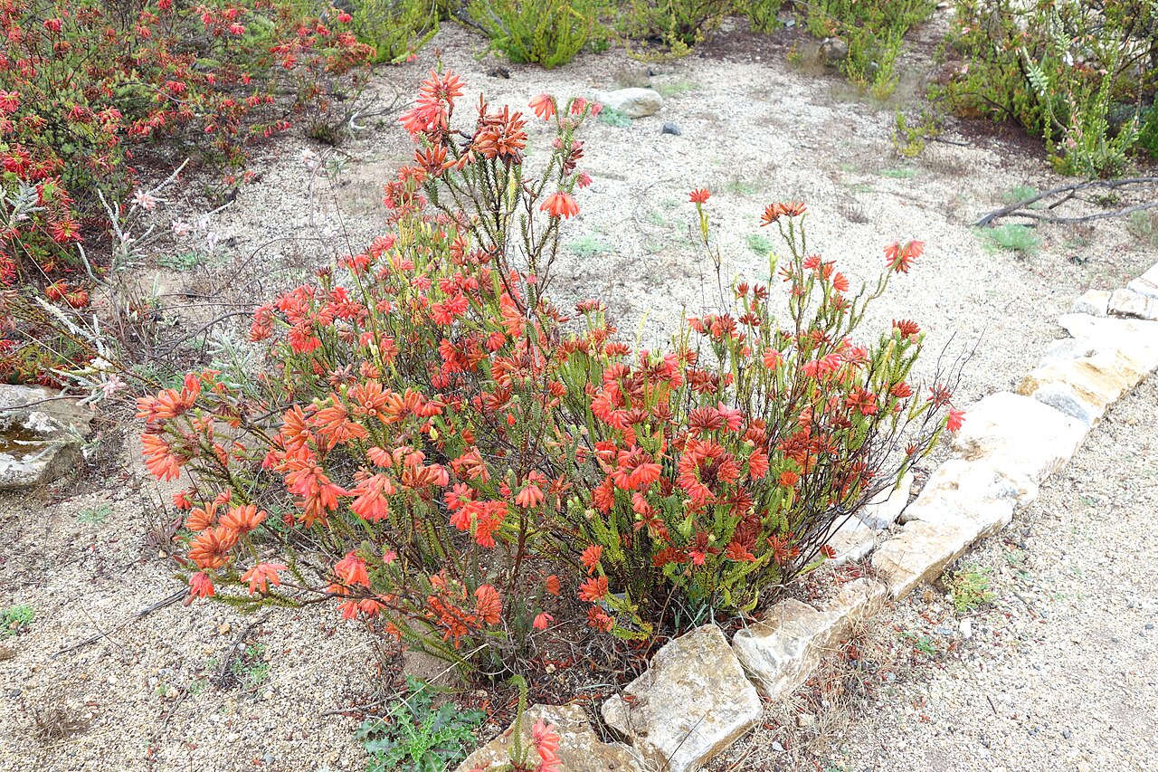 Fire heath: Botanical specimen in the UC Santa Cruz Arboretum at the University of California, Santa Cruz - 1156 High Street, Santa Cruz, California, USA.