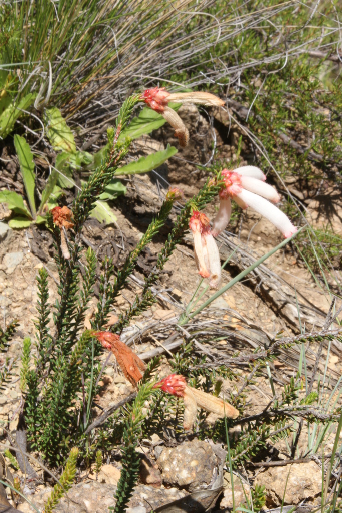 Fire heath (Erica cerinthoides)