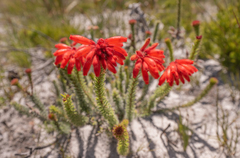 Fire heath (Erica cerinthoides)