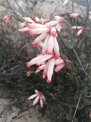 Fire heath (Erica cerinthoides)