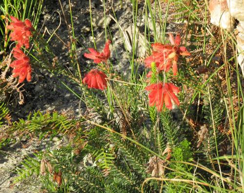 Fire heath (Erica cerinthoides)