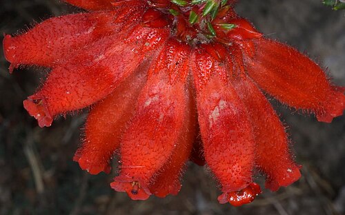 Fire heath: Erica cerinthoides (red hairy heath from the Renosterveld), up close and personal