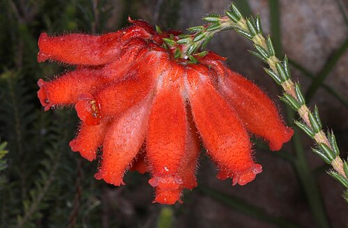 Fire heath: Erica cerinthoides