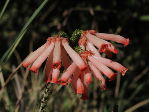 Fire heath (Erica cerinthoides)
