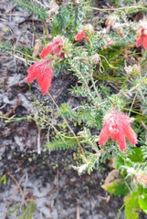 Fire heath (Erica cerinthoides)