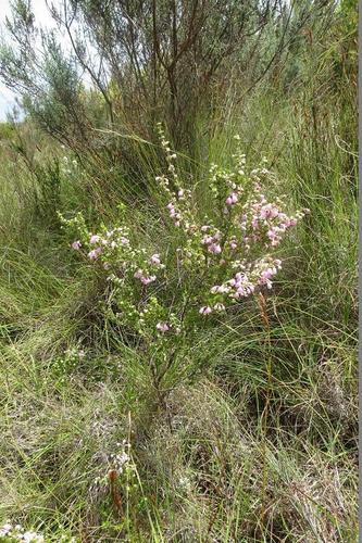 Erica chamissonis (Erica chamissonis)