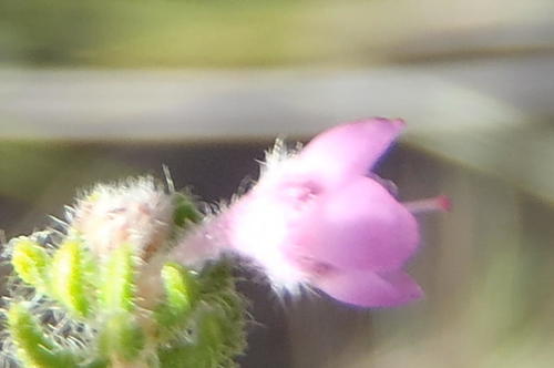 Erica chamissonis (Erica chamissonis)