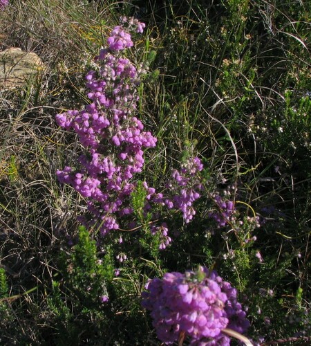 Erica chamissonis (Erica chamissonis)