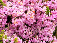 Erica chamissonis (Erica chamissonis)