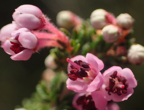 Erica chamissonis (Erica chamissonis)