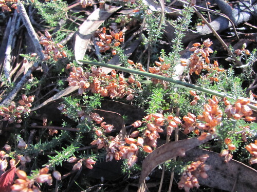 Bell heather (Erica cinerea)
