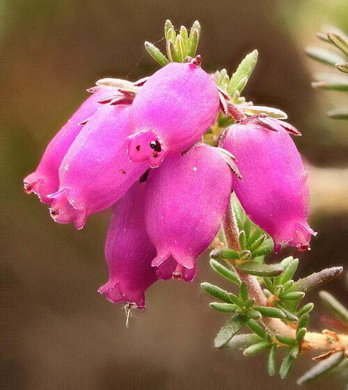 Bell heather: Species of plant