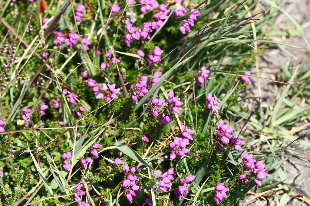 Bell heather (Erica cinerea)
