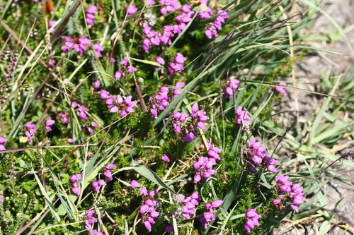 Bell heather