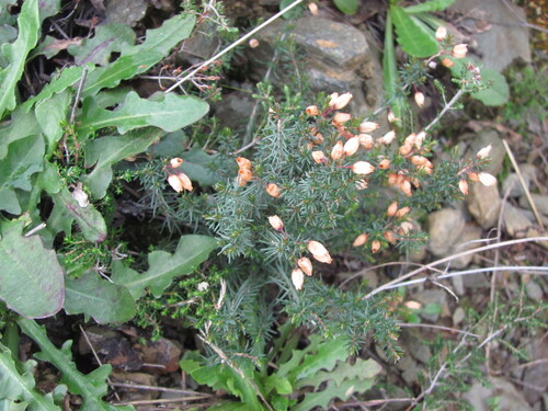 Bell heather (Erica cinerea)