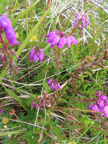 Bell heather (Erica cinerea)