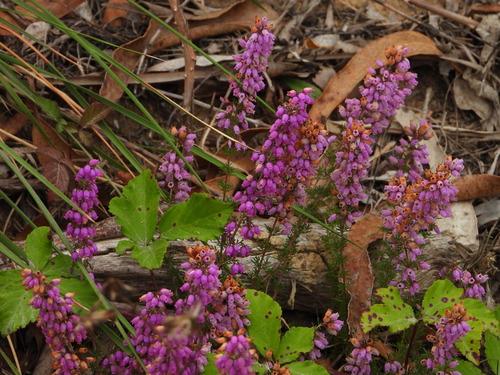 Bell heather (Erica cinerea)