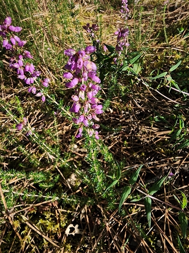 Bell heather (Erica cinerea)