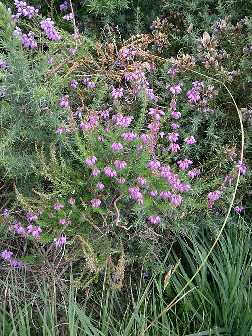Bell heather: Erica cinerea
