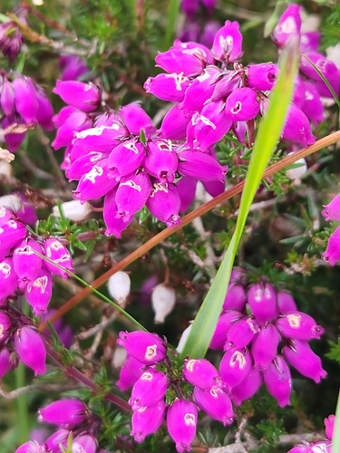 Bell heather (Erica cinerea)