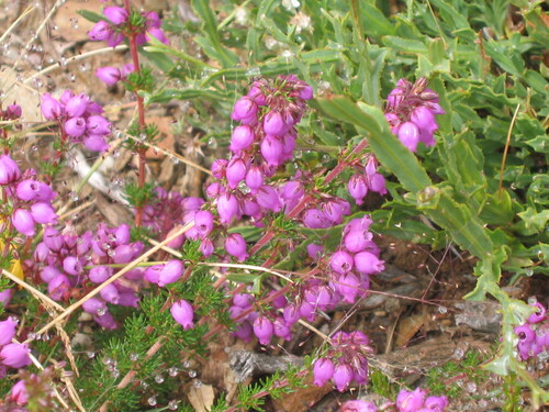 Bell heather (Erica cinerea)