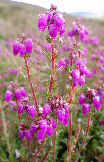 Bell heather: Bell Heather ( Erica cinerea ) The heather is just coming into flower with small clumps beginning to bloom.