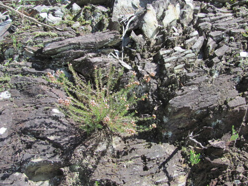 Bell heather (Erica cinerea)