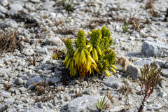 Erica coccinea (Erica coccinea)