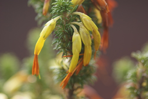 Erica coccinea (Erica coccinea)