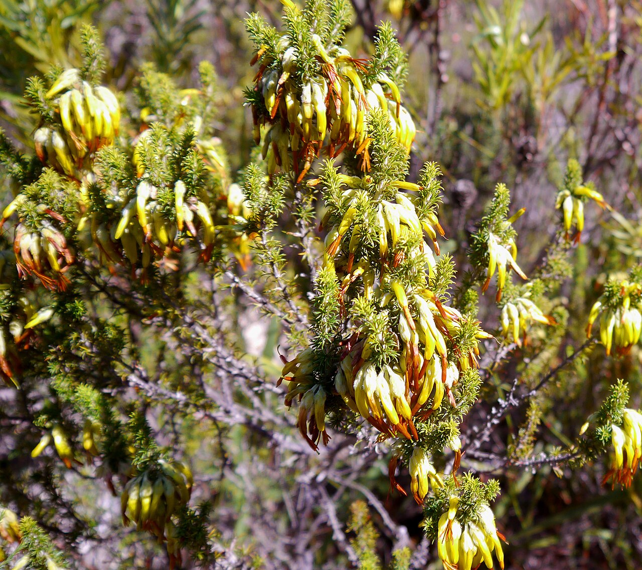Erica coccinea: Erica coccinea in Fernkloof Nature Reserve (Hermanus, South Africa).