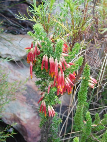 Erica coccinea (Erica coccinea)