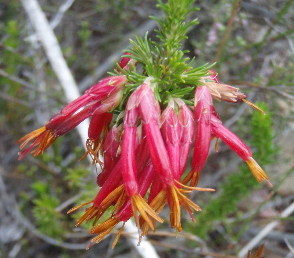 Erica coccinea (Erica coccinea)