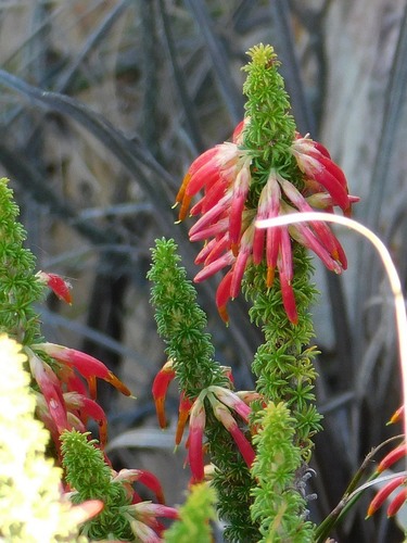 Erica coccinea (Erica coccinea)