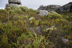 Erica coccinea (Erica coccinea)