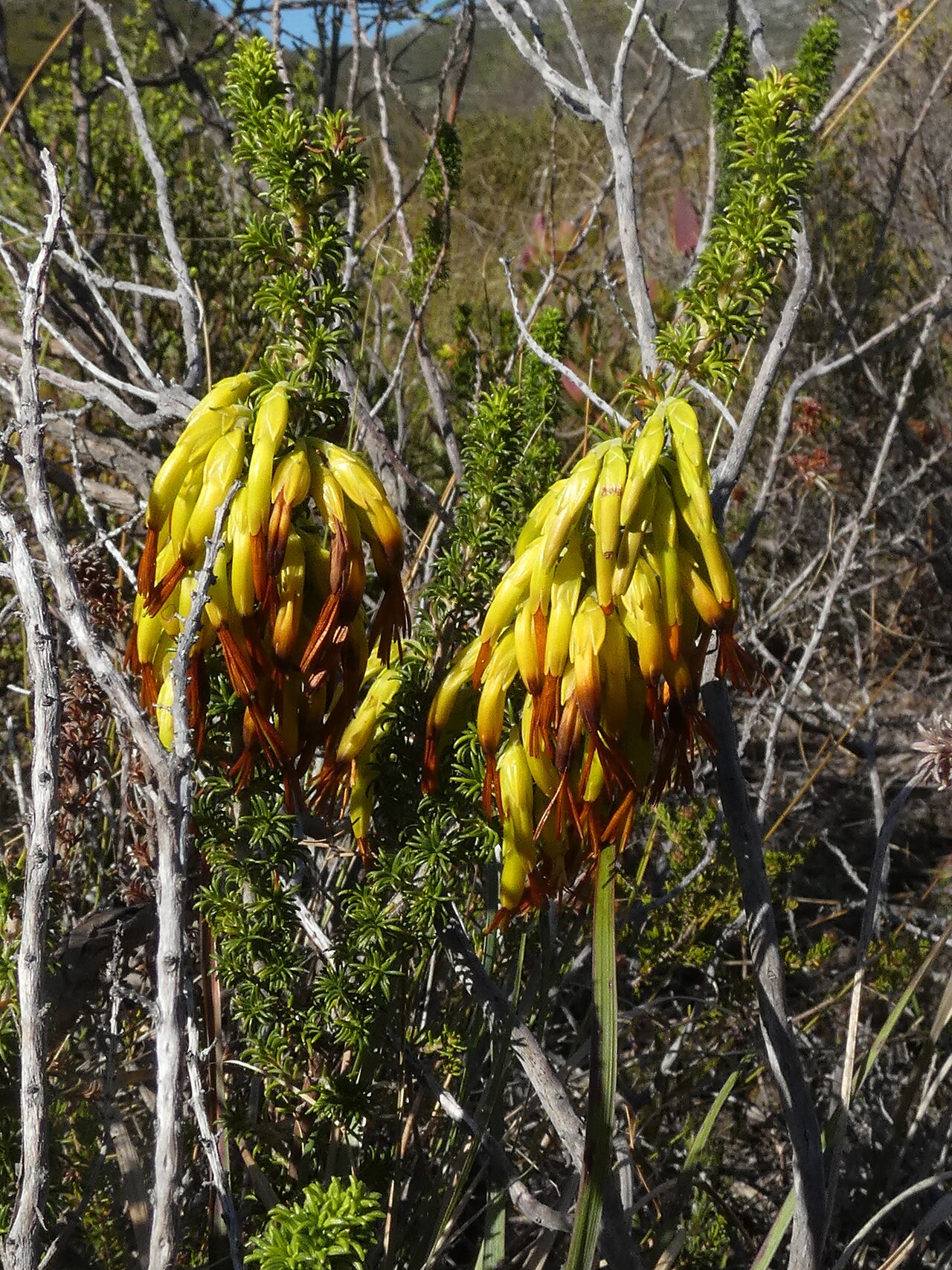 Erica coccinea: Erica coccinea ssp. coccinea form with yellow-green corollas, photographed at Hangklip, near Pringlebaai, West-Kaap, Zuid-Afrika,