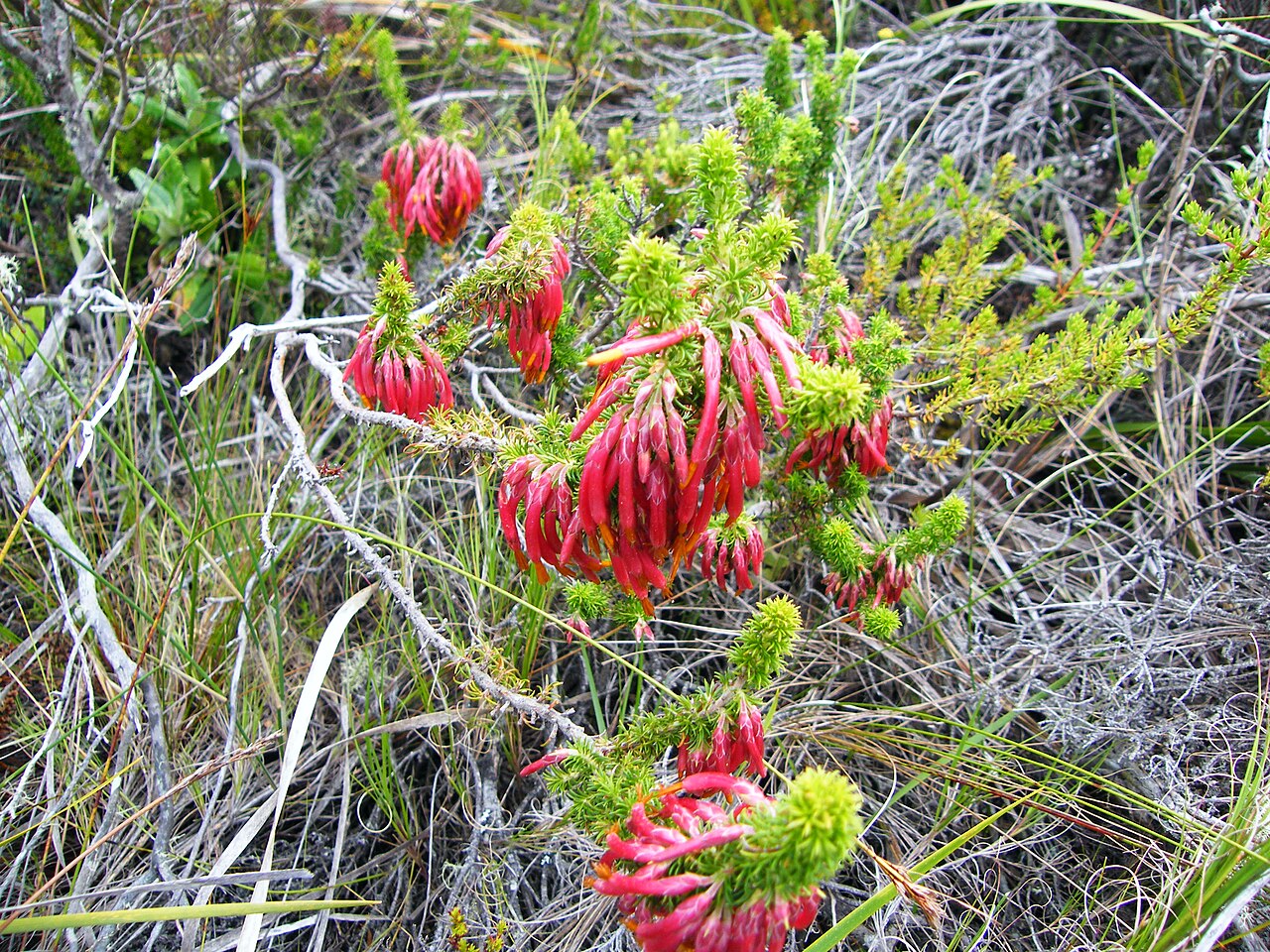 Erica coccinea: Tassel Heath
