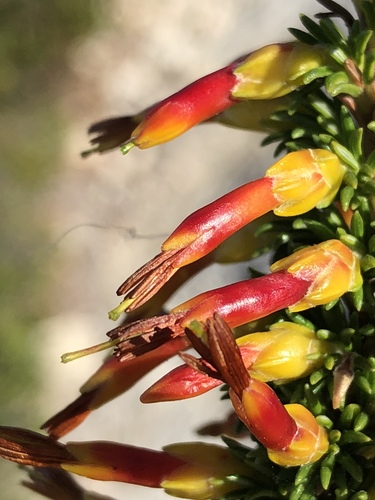 Erica coccinea (Erica coccinea)