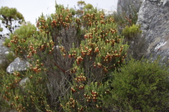 Erica coccinea (Erica coccinea)